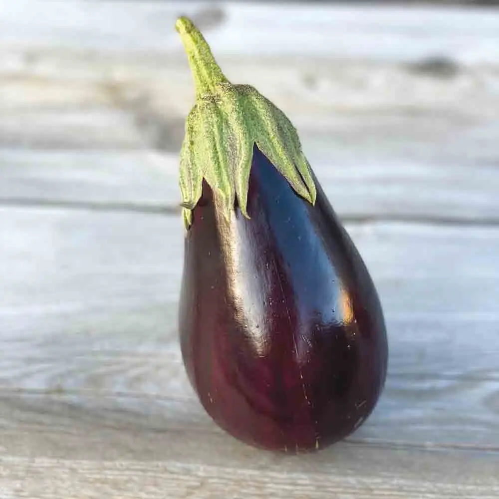 AUBERGINE BLACK BEAUTY AB 