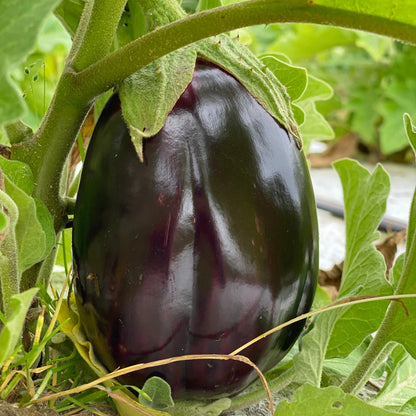 AUBERGINE BLACK BEAUTY AB 
