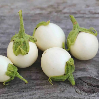 AUBERGINE BLANCHE RONDE A OEUFS AB 