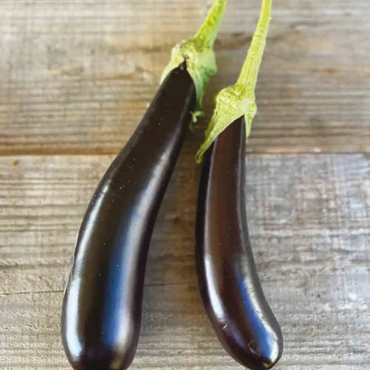 AUBERGINE DE BARBENTANE AB 