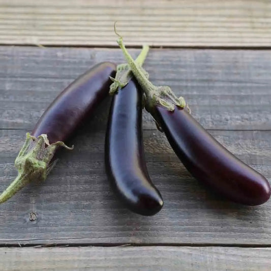 AUBERGINE LITTLE FINGERS AB 