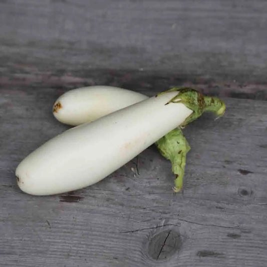 AUBERGINE LONGUE BLANCHE AB 
