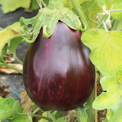 AUBERGINE MONSTRUEUSE DE NEW YORK AB - PLANT 