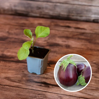 AUBERGINE MONSTRUEUSE DE NEW YORK PLANT AB 