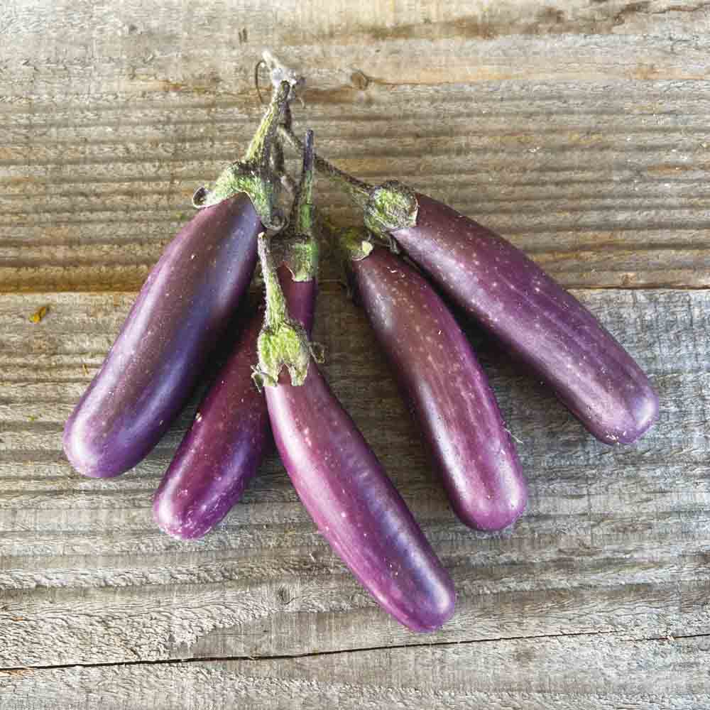 AUBERGINE PUSA PURPLE CLUSTER AB 