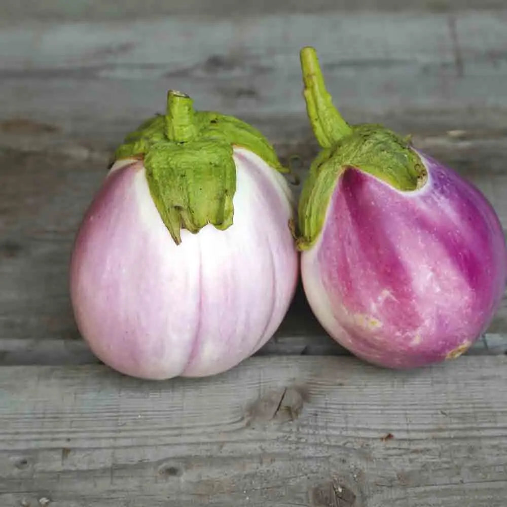 AUBERGINE ROTONDA BIANCA SFUMATA DI ROSA AB 
