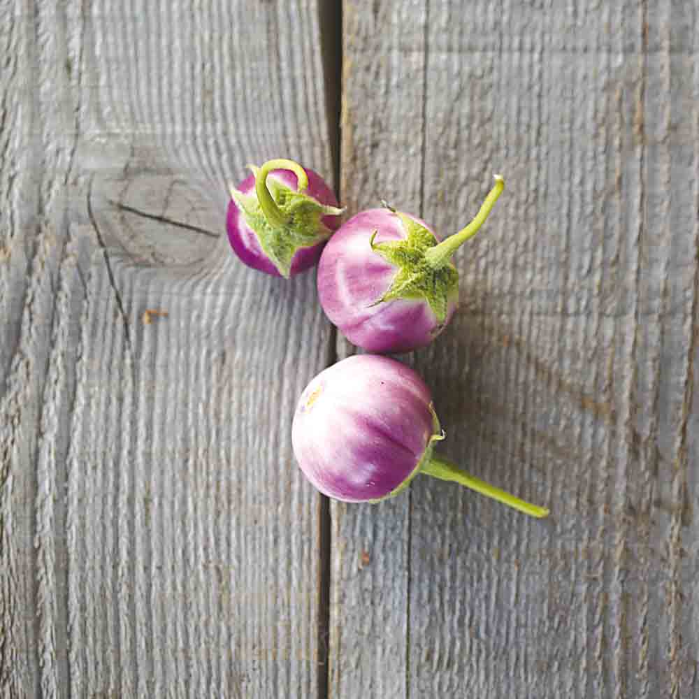AUBERGINE THAI LAVENDER FROG EGG AB 