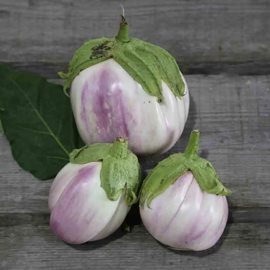 AUBERGINE VIOLETTE DE FLORENCE AB 