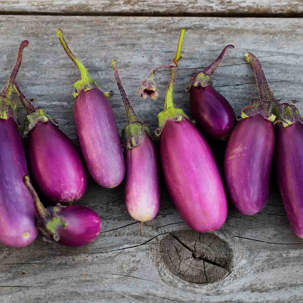 AUBERGINE VIOLETTE DE TOULOUSE AB 