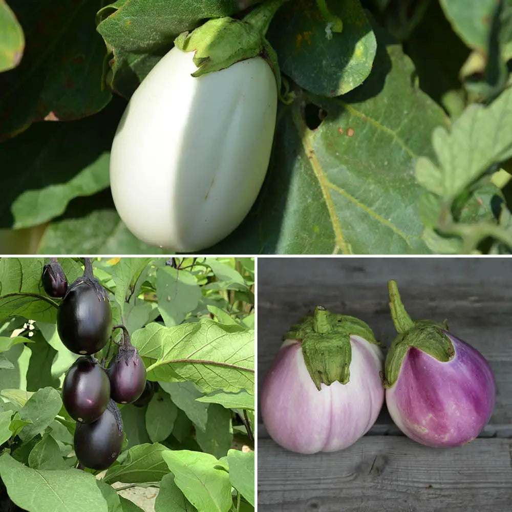 AUBERGINES EN MELANGE (Blanche ronde à œuf, Bambino, Rotondo bianca sfumata di rosa) AB 