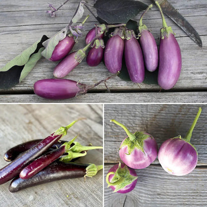 AUBERGINES EN MELANGE (Little finger, Pusa purple cluster, Thaï lavender) AB 