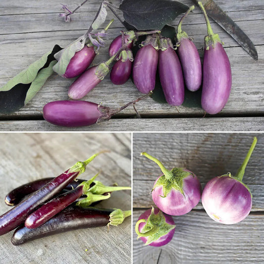 AUBERGINES EN MELANGE (Little finger, Pusa purple cluster, Thaï lavender) AB 
