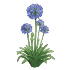 Bulbes d'agapanthes