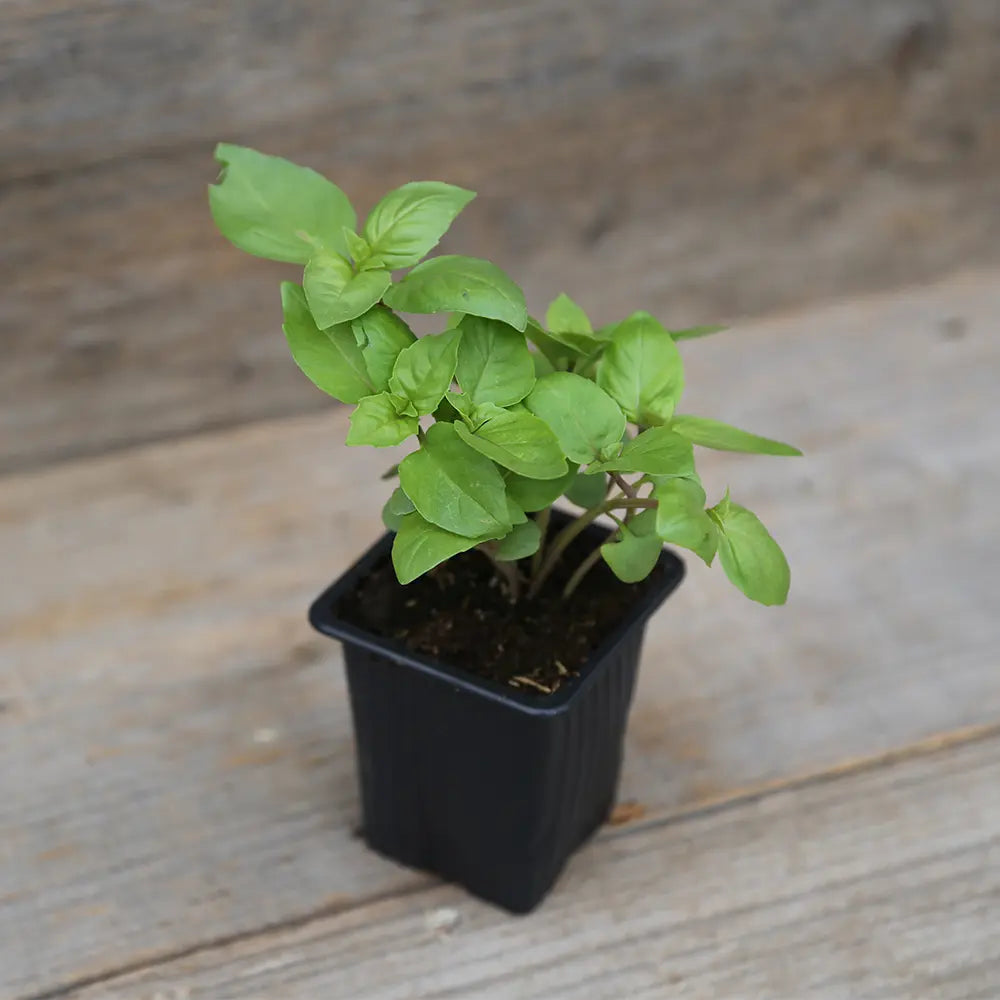 BASILIC CANNELLE PLANT - AB 