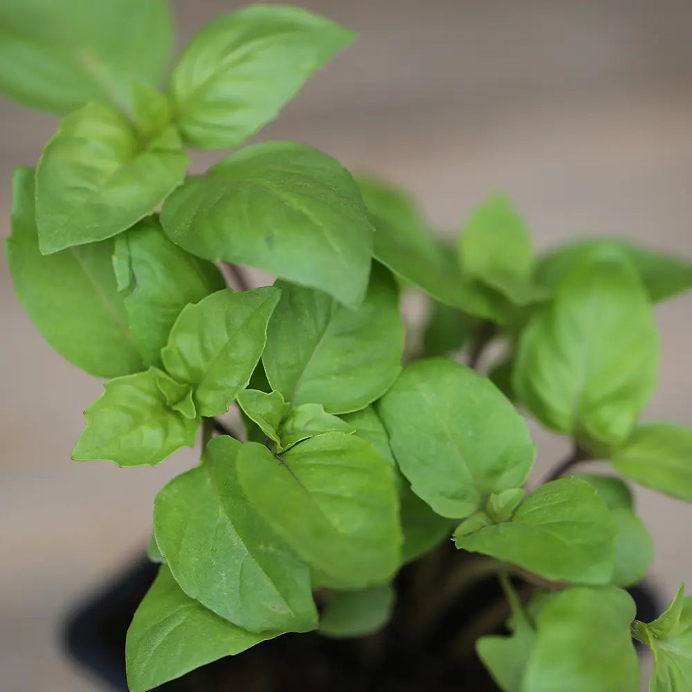 BASILIC CANNELLE PLANT - AB 