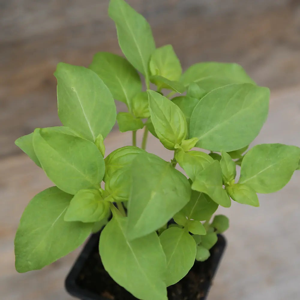 BASILIC CITRON - PLANT AB 