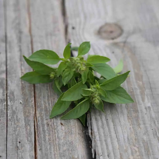 BASILIC CITRON VERT AB 
