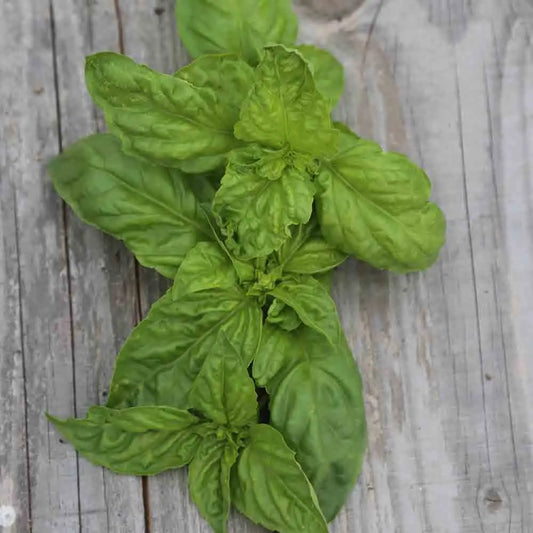 BASILIC GEANT MONSTRUEUX MAMMOUTH AB 