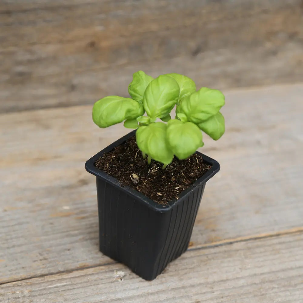 BASILIC GÉANT MONSTRUEUX MAMMOUTH PLANT - AB 