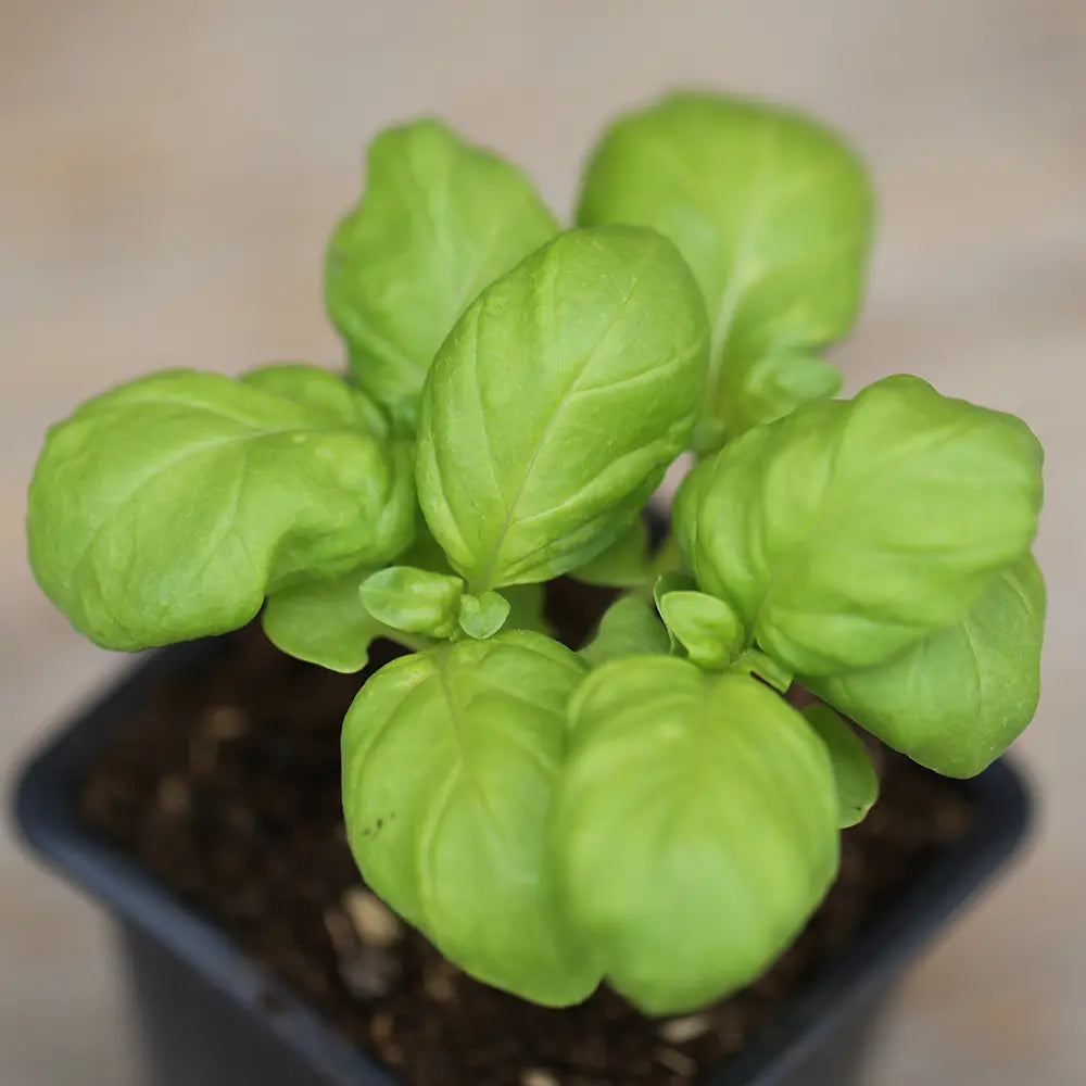 BASILIC GÉANT MONSTRUEUX MAMMOUTH PLANT - AB 