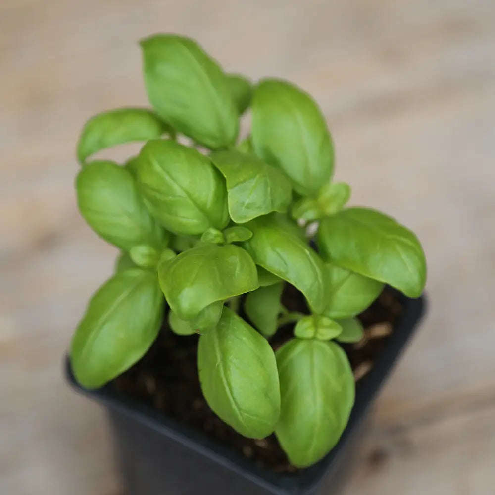 BASILIC GENOVESE PLANT - AB 