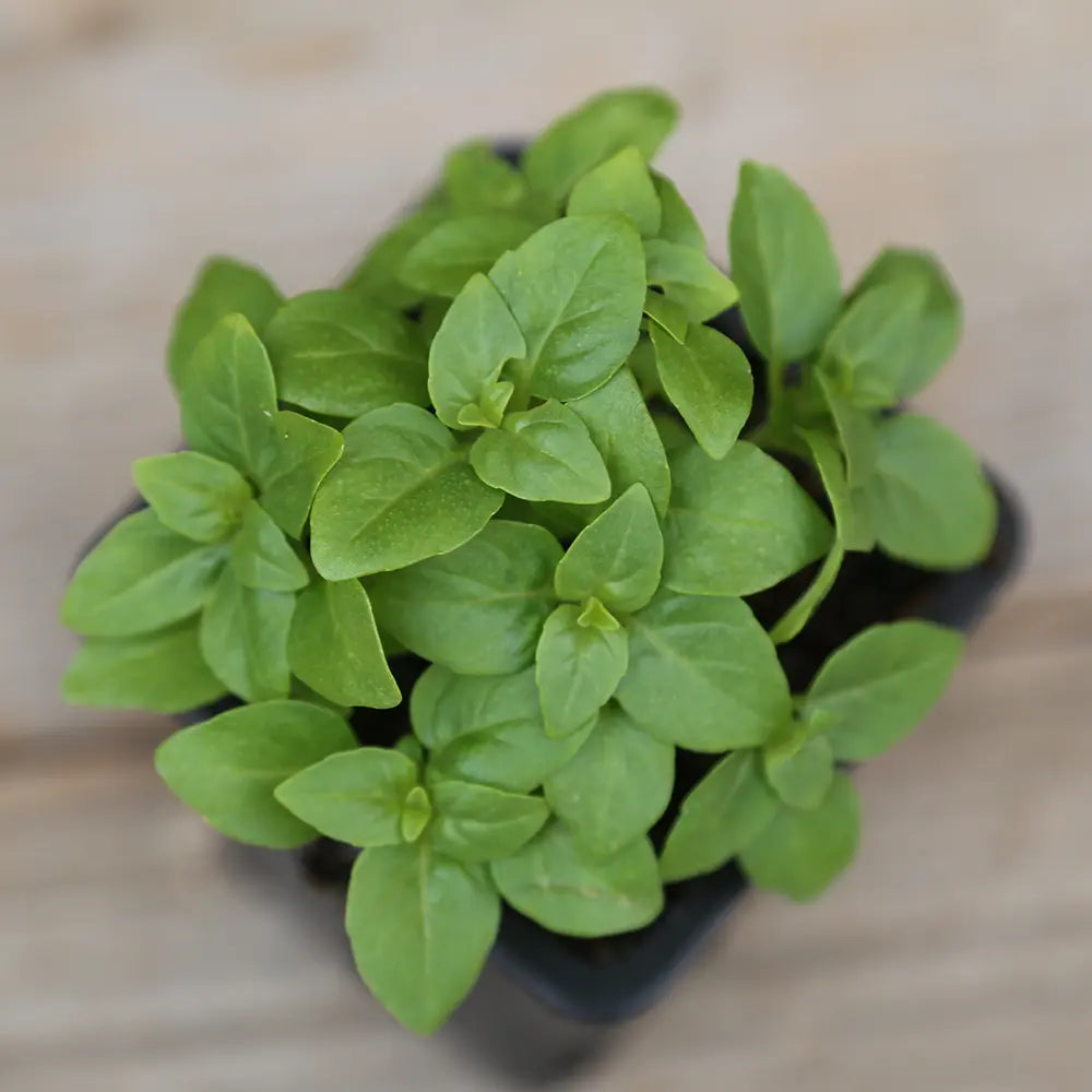 BASILIC GREC PLANT - AB 