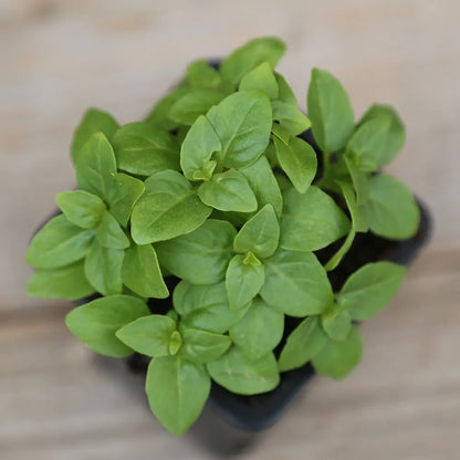 BASILIC GREC PLANT - AB 