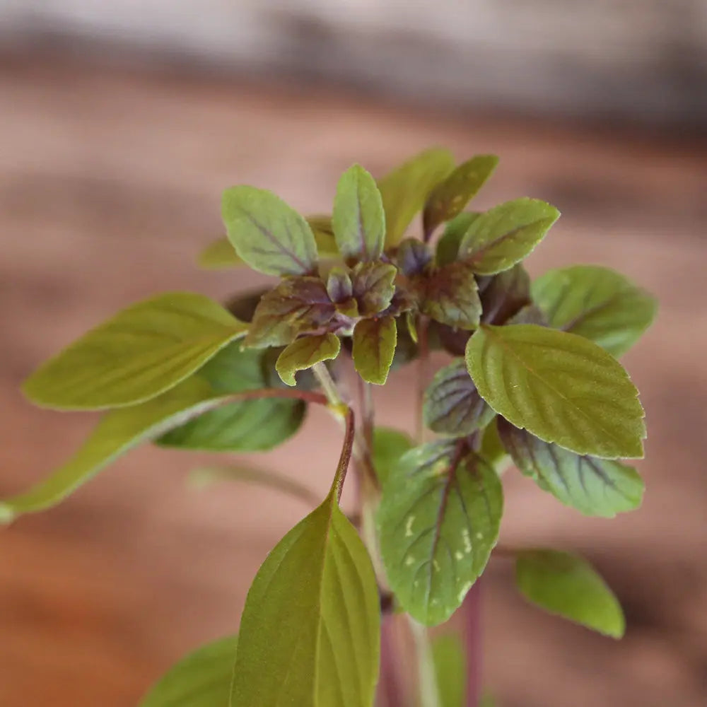 BASILIC PERPETUEL SIMPLE AB - PLANT 