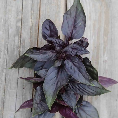 BASILIC POURPRE AB 