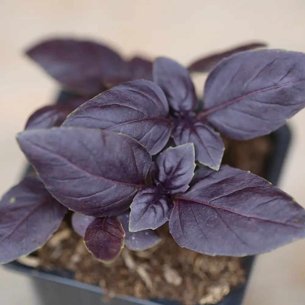 BASILIC POURPRE PLANT - AB 