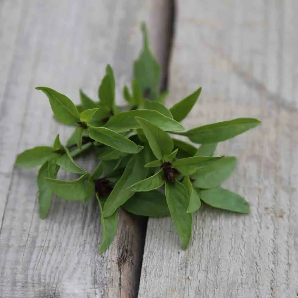 BASILIC REGLISSE AB 