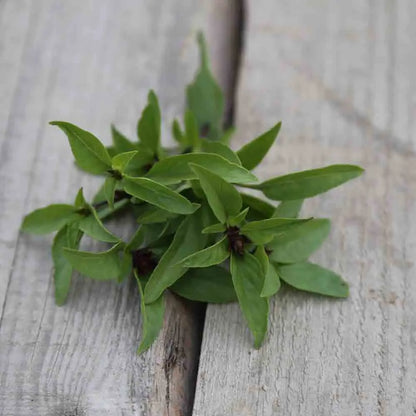 BASILIC REGLISSE AB 