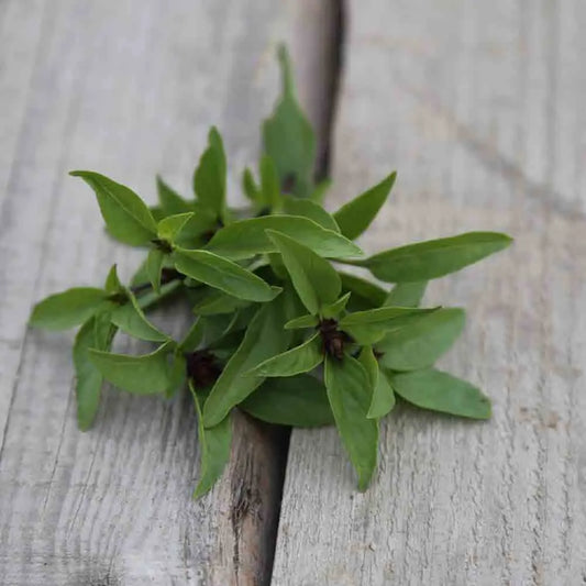 BASILIC REGLISSE AB 