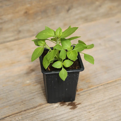 BASILIC SACRE OU TULSI PLANT - AB 