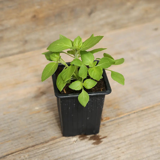 BASILIC SACRE OU TULSI PLANT - AB 