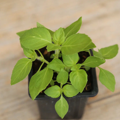 BASILIC SACRE OU TULSI PLANT - AB 
