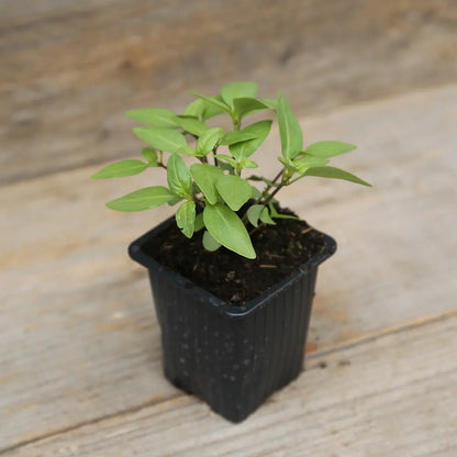 BASILIC THAI PLANT - AB 