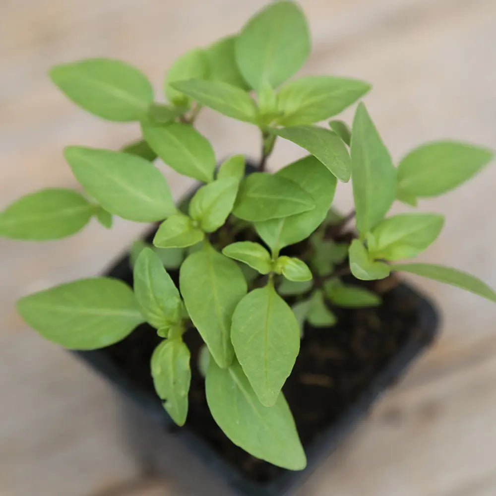 BASILIC THAI PLANT - AB 