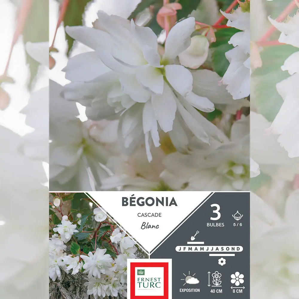 BÉGONIA BLANC CASCADE 
