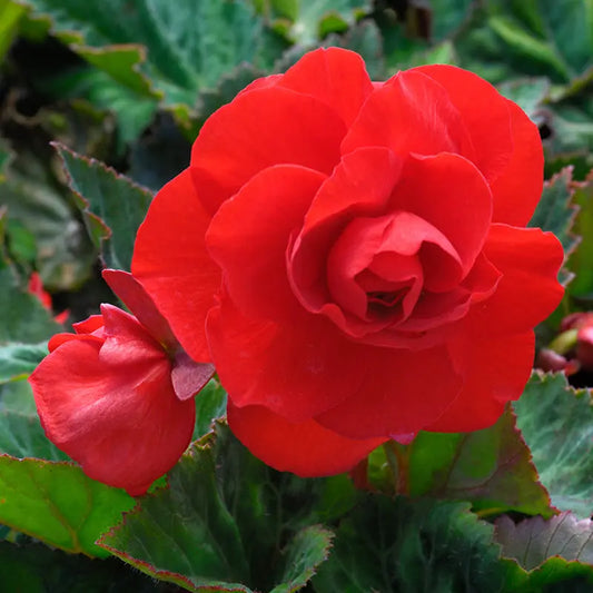BÉGONIA DOUBLE ÉCARLATE 