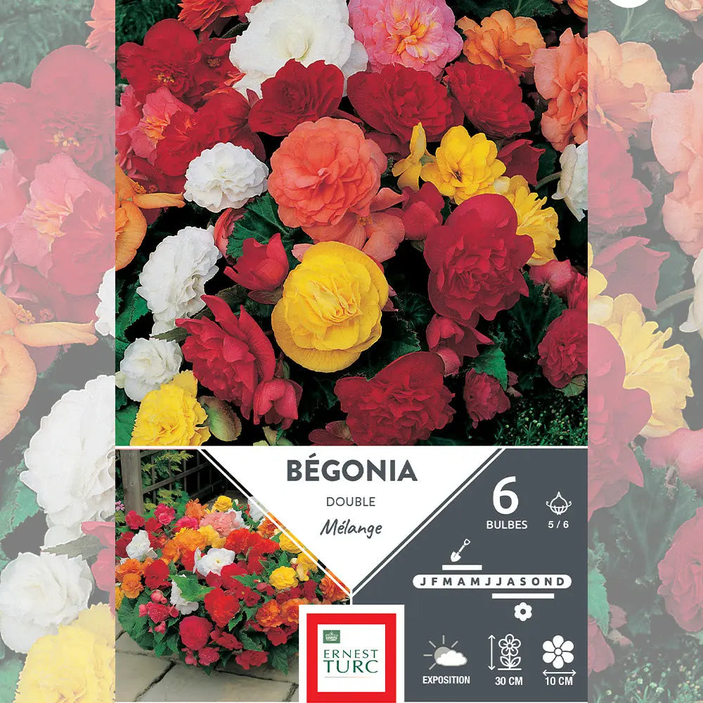 BÉGONIA DOUBLE MÉLANGE 