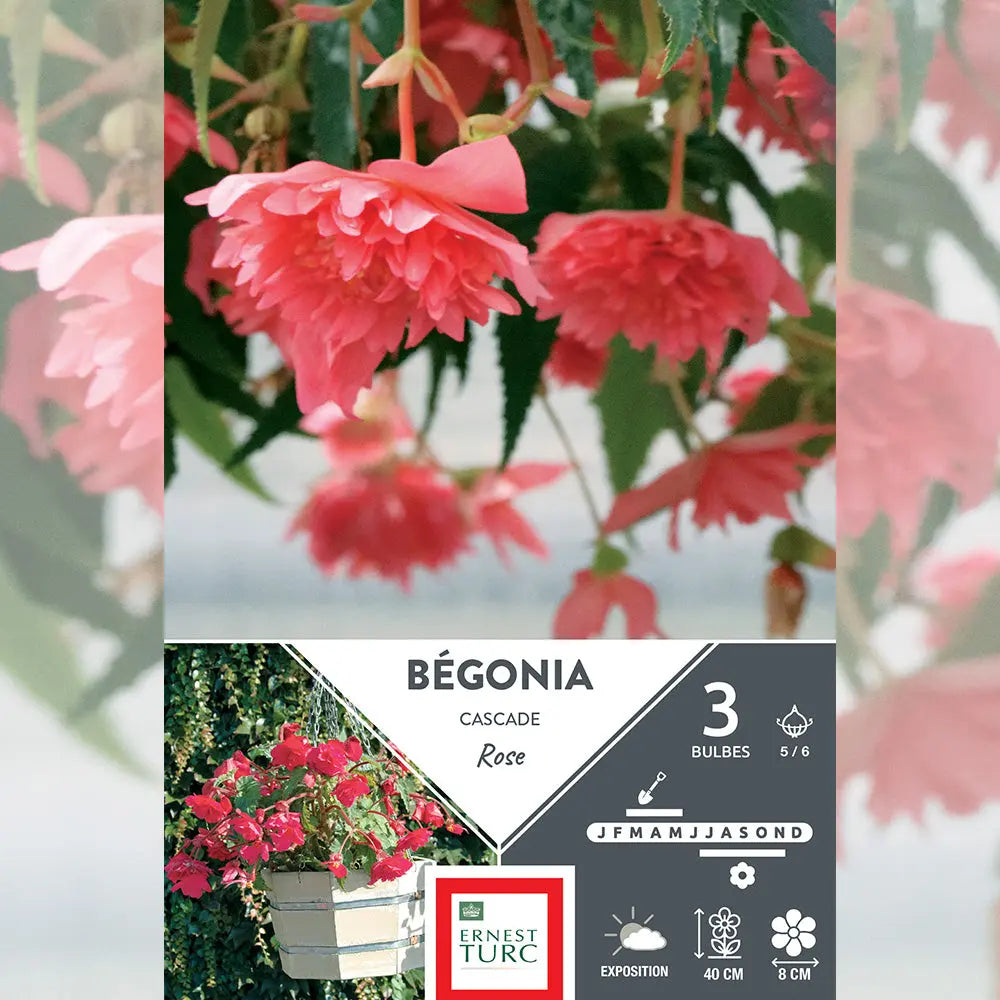 BÉGONIA ROSE CASCADE 