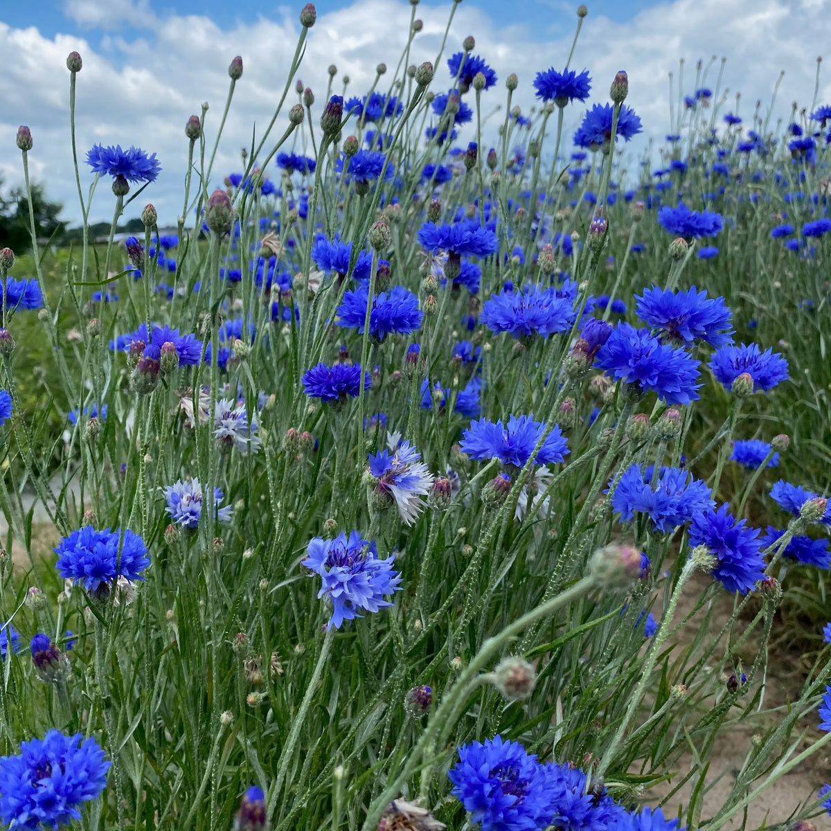 BLEUET AB - PLANT 