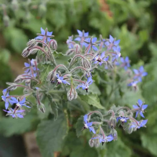 BOURRACHE OFFICINALE AB 