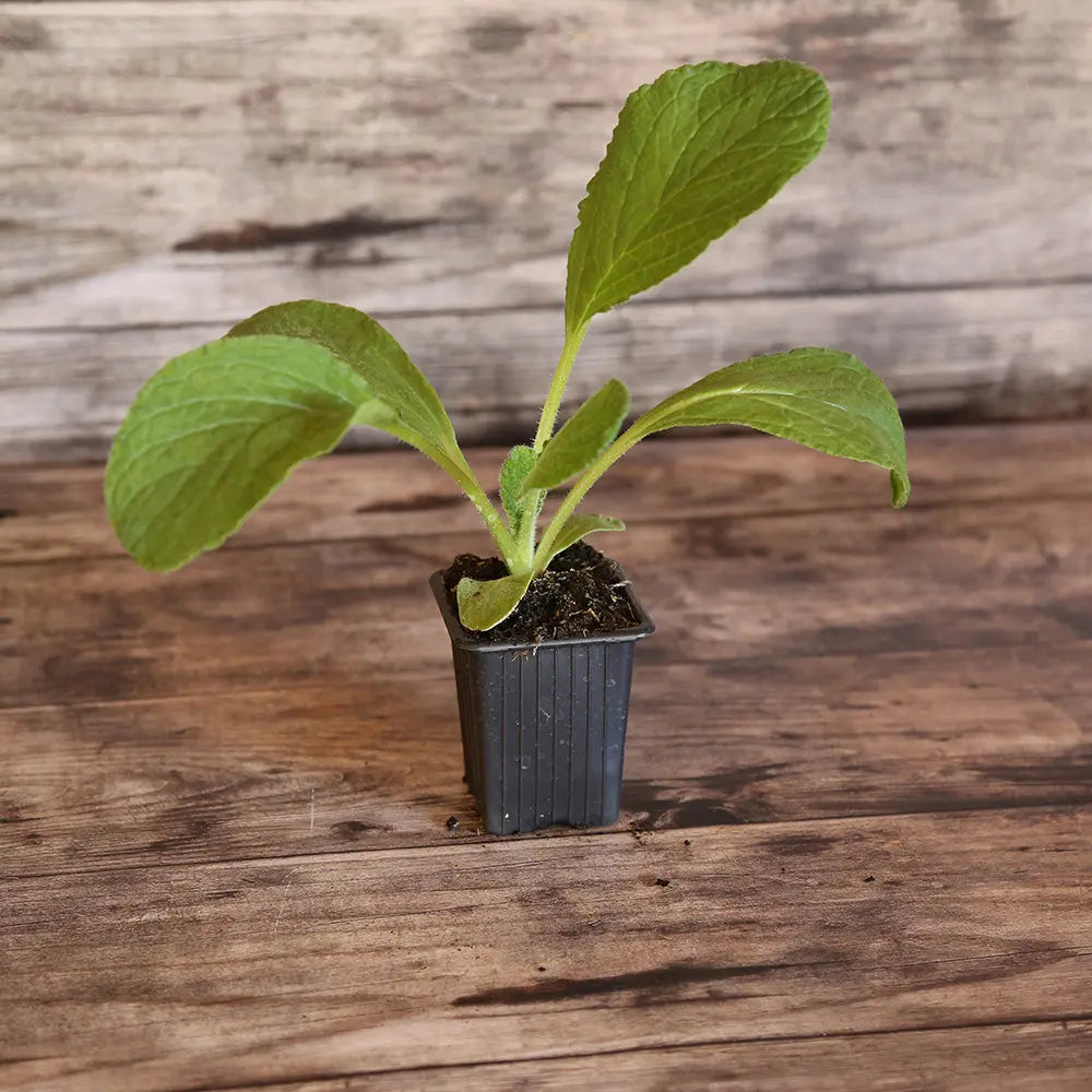BOURRACHE OFFICINALE AB - PLANT 