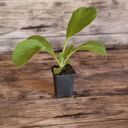 BOURRACHE OFFICINALE AB - PLANT 