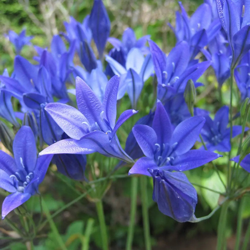 BRODIAEA 'CORRINA' (TRITELEIA) AB 