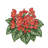 Bulbes de bégonias