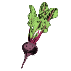 Rote Bete