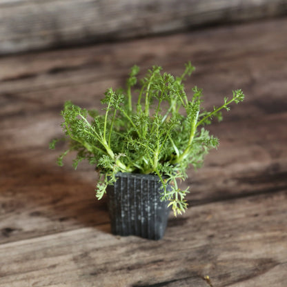CAMOMILLE ROMAINE A FLEURS DOUBLES AB - PLANT 